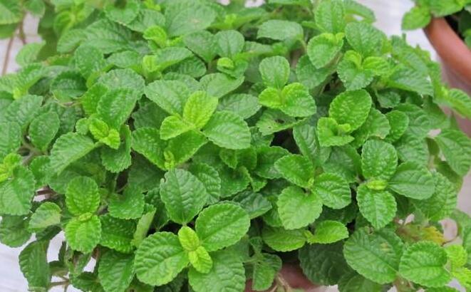 怎么去除尼古丁植物 哪種植物最吸尼古丁（萬(wàn)年青）