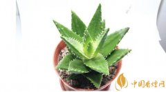 吸煙味最好的植物有哪些 吸煙的房間放什么植物好